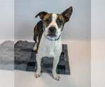 Small #2 Boxer Mix