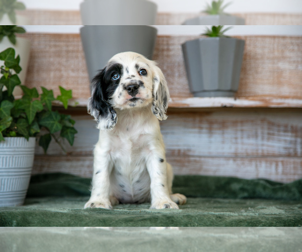 Medium Photo #2 Cocker Spaniel Puppy For Sale in SHREVE, OH, USA