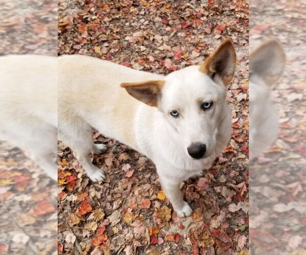 Medium Photo #5 Siberian Husky-Unknown Mix Puppy For Sale in Severn, MD, USA