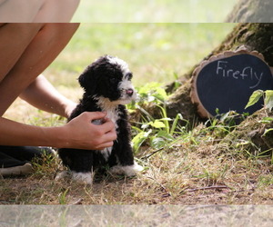 Bernedoodle Puppy for Sale in COLUMBIA, Tennessee USA