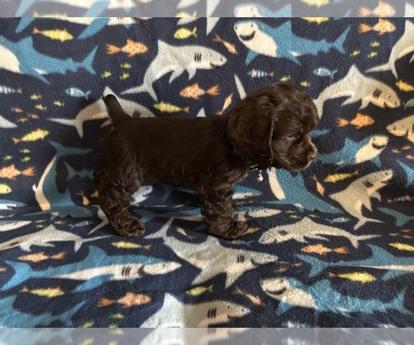 Medium Photo #28 Cocker Spaniel Puppy For Sale in COLBERT, GA, USA
