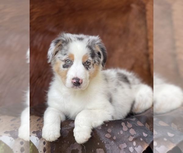 Medium Photo #8 Australian Shepherd Puppy For Sale in WESLEY CHAPEL, FL, USA