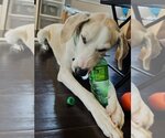 Small #27 Great Dane-Labrador Retriever Mix