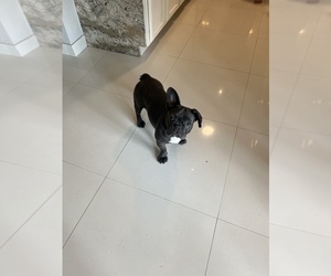 French Bulldog Puppy for Sale in CLEWISTON, Florida USA