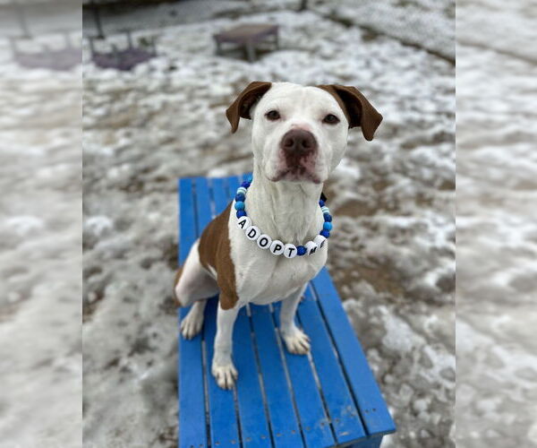 Medium Photo #3 Mutt Puppy For Sale in Evansville, IN, USA