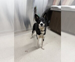 Siberian Husky-Unknown Mix Dogs for adoption in Fairbanks, AK, USA