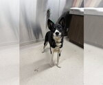 Small Siberian Husky Mix