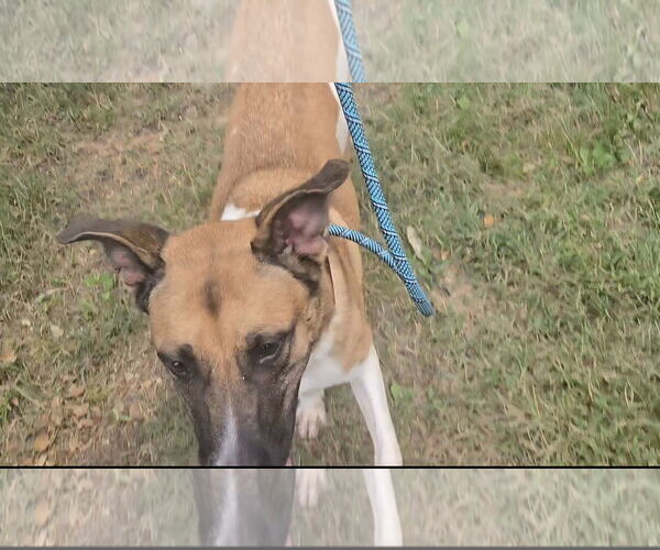 Medium Photo #1 Mutt Puppy For Sale in Jackson, MS, USA