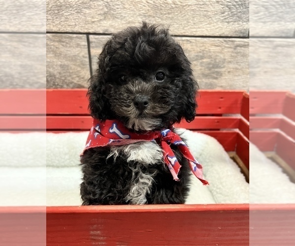Medium Photo #1 Poodle (Toy)-Zuchon Mix Puppy For Sale in RICHMOND, IL, USA