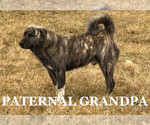 Small Photo #6 Anatolian Shepherd Puppy For Sale in CHINA, MI, USA
