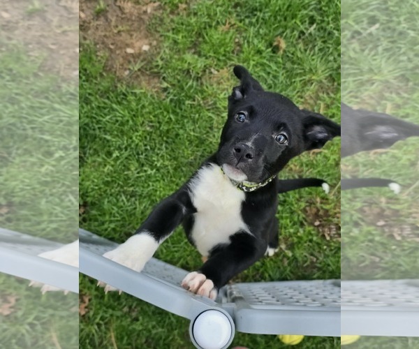 Medium Photo #2 Poodle (Standard)-Staffordshire Bull Terrier Mix Puppy For Sale in Clarkston, MI, USA