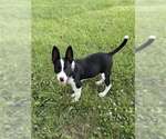 Small #1 Border Collie