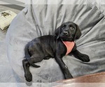 Small Black and Tan Coonhound-Goldendoodle Mix