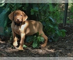 Small #4 Vizsla
