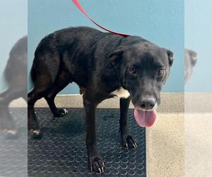 Labrador Retriever-Unknown Mix Dogs for adoption in Newton, NC, USA