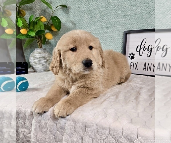 Medium Photo #2 Golden Retriever Puppy For Sale in FRANKLIN, IN, USA