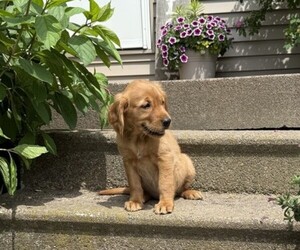 Golden Retriever Puppy for sale in THORP, WI, USA