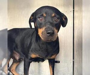 Rottweiler Dogs for adoption in San Antonio, TX, USA