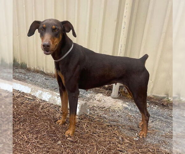 Medium Photo #1 Doberman Pinscher Puppy For Sale in Houston, TX, USA