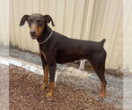 Small Doberman Pinscher