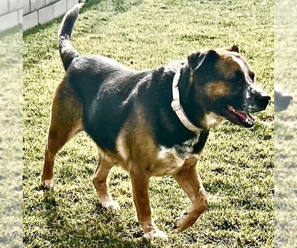 Medium Photo #1 Mutt Puppy For Sale in  Ramona, CA, USA