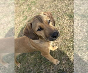 Wrigley - Female Labrador Retriever-Unknown Mix Dog for Adoption - Photo #4