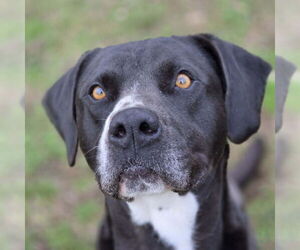 Bruce - Male Boxador Dog for Adoption - Photo #4