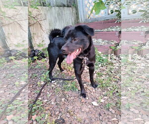 Winston - Male Shiba Inu-Unknown Mix Dog for Adoption - Photo #3