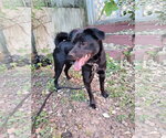 Small #2 Shiba Inu Mix