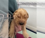 Puppy Pink Rosie Golden Retriever