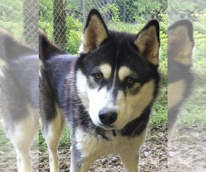 Father of the Siberian Husky puppies born on 10/21/2020