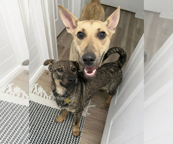 Medium Photo #5 Mutt Puppy For Sale in Sandy, UT, USA