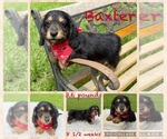 Image preview for Ad Listing. Nickname: Baxter