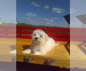 Maltese Puppy for Sale in MILLERSBURG, Ohio USA