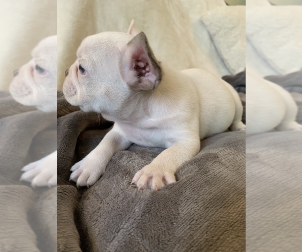 Medium Photo #8 French Bulldog Puppy For Sale in JOHNS ISLAND, SC, USA