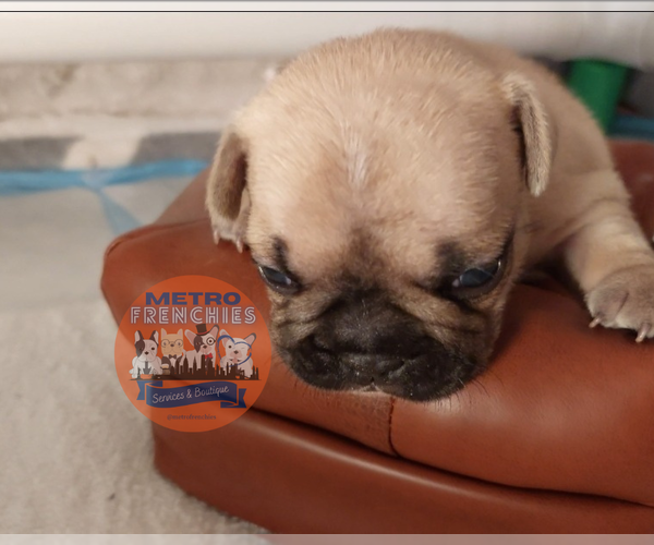 Medium Photo #46 French Bulldog Puppy For Sale in MANHATTAN, NY, USA