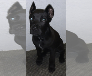 Cane Corso Puppy for sale in CORONA, CA, USA