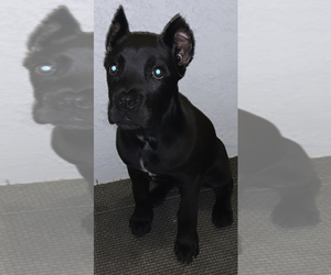 Cane Corso Puppy for sale in CORONA, CA, USA