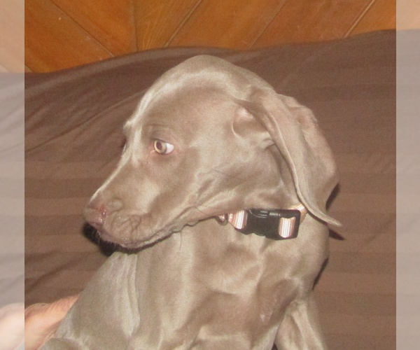 Medium Photo #1 Weimaraner Puppy For Sale in LAS ANIMAS, CO, USA