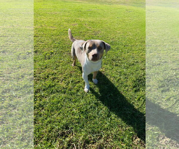 Medium Photo #2 Dachshund-Unknown Mix Puppy For Sale in La Verne, CA, USA