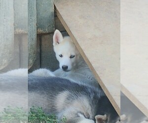 Siberian Husky Puppy for sale in RIGBY, ID, USA