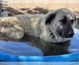 Mother of the Kangal Dog puppies born on 08/25/2022