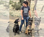 Small #3 Dutch Shepherd  Mix