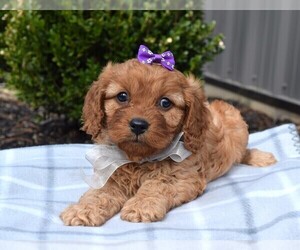Cavapoo Puppy for sale in COSHOCTON, OH, USA