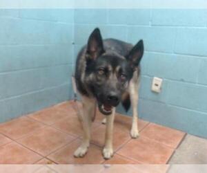 German Shepherd Dog Dogs for adoption in Downey, CA, USA