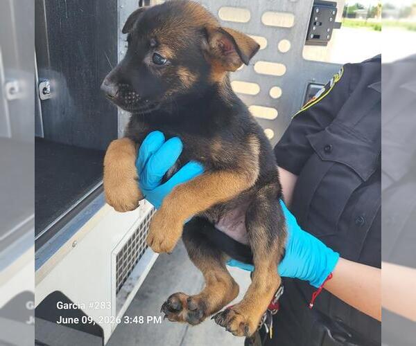 Medium Photo #1 German Shepherd Dog-Unknown Mix Puppy For Sale in San Antonio, TX, USA