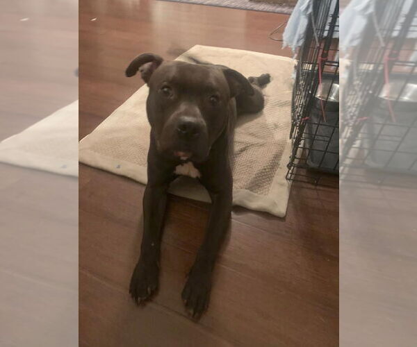 Medium Photo #10 American Pit Bull Terrier-Unknown Mix Puppy For Sale in Germantown, OH, USA