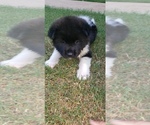 Small Photo #2 Akita Puppy For Sale in MEM, TN, USA