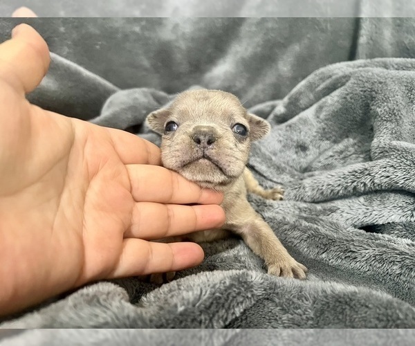 Medium Photo #19 French Bulldog Puppy For Sale in HAYWARD, CA, USA