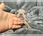 Small #18 French Bulldog